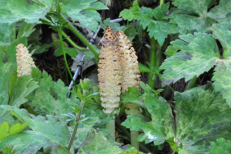 Equisetum telmateja